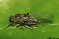 Lesser Bronze Cicada: <em>Kikihia scutellaris</em>
