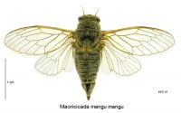 <em>Maoricicada mangu</em> female