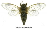 <em>Maoricicada oromaelena</em> male