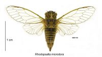 <em>Rhodopsalta microdora</em> female
