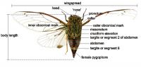 Dorsal view of female cicada