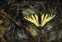 Swallowtail butterfly