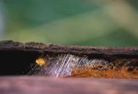 Webbing protecting the eggsac under bark.