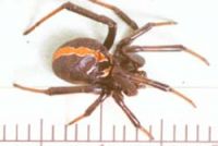 Katipo spider 