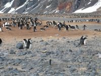 Seabee Hook is the site of an Adélie penguin colony with <30,000 birds. Penguins build nests on mounds (relict beach ridges) using stones about 3-10 cm in diameter. A groundwater monitoring well is in the foreground. (Balks)