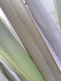 Leaves of harakeke cultivar ‘Ngaro’. Image - Sue Scheele