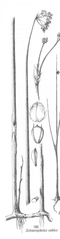 Diagram showing flower spike of kāpūngāwhā, <em>Schoenoplectus tabernaemontani</em>. Drawing: Peter Johnson and Pat Brooke