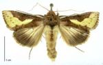 Burnished brass moth