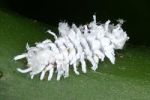 Ladybird larva with wax excretions