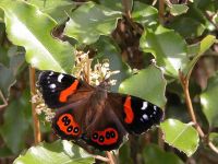 Red admiral (<em>Bassaris gonerilla</em>)