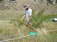 Measuring shrub density.