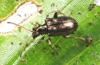 Tradescantia leaf beetle (<em>Neolema ogloblini</em>)