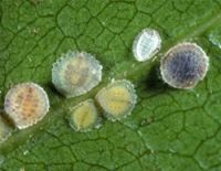 <em>Epelidochiton piperis</em>. Four young adult females on the left (various yellow - green - greyish-brown colours);  a mature female (dark grey) on the right; and the smaller white scale is an empty male test (cover) ... the adult male has already emerged.