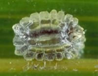 <em>Plumichiton nikau</em>. An adult female. She is convex with a thick glassy wax test.