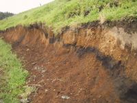 Preserved charcoal horizon from deforestation seen in soil profile.