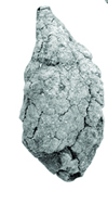 Moa coprolites from Dart River, West Otago. 
