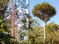 Example of a heteroblastic tree; juvenile (left) and adult (right) foliage of the lancewood (<em>Pseudopanax crassifolius</em>).