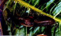 jet slug, Milacidae: <em>Milax gagates</em> (Draparnaud, 1801)