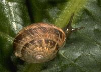 wrinkled snail, Hygromiidae: <em>Candidula intersecta</em> (Poiret, 1801)