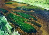 <strong><em>Microspora</em> covering weedbeds, Tokomairiro River</strong> Photo: Otago Regional Council & Landcare Research