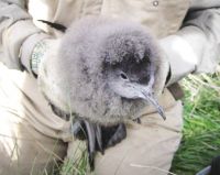 A sooty shearwater chick in the sooty shearwater enclosure near Stony Bay. Image - Marie Haley.