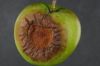 An apple affected by bitter rot
