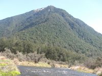 Researchers have identified the climate signal that triggers mast seeding in in New Zealand plants including beech trees.