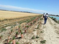 John Evans’ arable farm with 400 m of pond margin planted with bee-friendly trees and shrubs: at four months old.