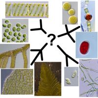 Deep phylogeny of green plants