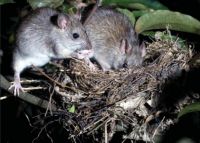 Controlling rats increases the survival of native bird populations. Here, two ship rats are predating eggs from a fantail's nest. Image - Nga Manu Images.