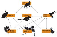 <strong>Fig 2.</strong> Food web involving selected native and invasive species in the Juan Fernández Archipelago. Arrows indicate that one species (or group of species) feeds on or provides a source of food for the other. Changes to the system can flow from the top down (e.g. removal of cats leading to reduced predation on native birds) or from the bottom up (e.g. removal of rodents and rabbits leading to reduced availability of prey for cats).