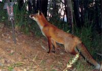 Fox in Glenelg Ark at a baited remote camera trap, used as part of the wider study. Photo taken with a DSE remote camera.