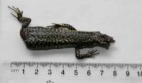 Grand skink g03009 after an encounter with a stoat. Direct evidence of predation by cats has also been observed. Image – Nathan Whitmore.
