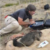 Carlos Rouco downloading GPS data from a recaptured collared possum. Image – Heléne de Meringo.