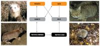 <strong>Fig.</strong> Food web used in the model. Arrows indicate interactions between components.