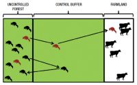 Fig. 1 Conceptual illustration of the probability of an infected possum arriving on farmland (white) by traversing a poisoned buffer from uncontrolled forest (green). Possum silhouettes represent randomly located possums, and red silhouettes represent infected possums in an uncontrolled forest block (green). Arrows represent examples of dispersal and exploratory movements by possums.