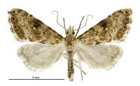 Glaucocharis parorma (male). Crambidae: Crambinae. Endemic