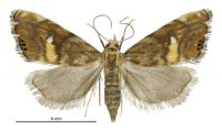 Glaucocharis chrysochyta (female). Crambidae: Crambinae. Endemic