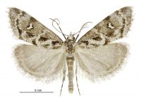 Gadira petraula (male). Crambidae: Crambinae. Endemic