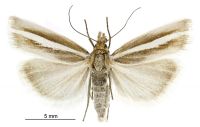 Orocrambus aethonellus (female). Crambidae: Crambinae. Endemic