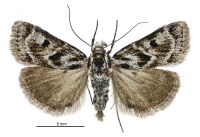 Tauroscopa trapezitis (female). Crambidae: Crambinae. Endemic