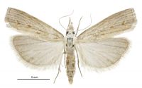Culladia cuneiferellus (female). Crambidae: Crambinae. Adventive, established since 1999