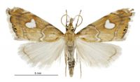Glaucocharis leucoxantha (male). Crambidae: Crambinae. Endemic