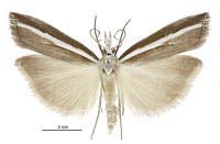 Orocrambus vittellus (male). Crambidae: Crambinae. Endemic