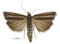 Orocrambus mylites (female). Crambidae: Crambinae. Endemic