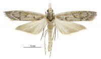 Tawhitia pentadactyla (female). Crambidae: Crambinae. Endemic