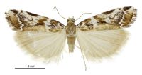 Orocrambus ornatus (Male). Crambidae: Crambinae. The only known specimen, Golden Downs NN 1926