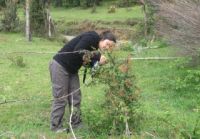 Chantal surveying Darwin’s barberry in Chile.