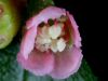 <em>Cotoneaster adpressus</em>