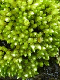 <em>Bryum laevigatum</em>